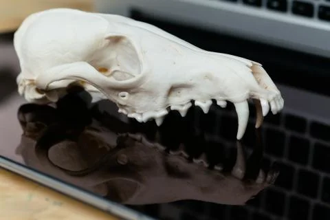 Fox skull without the lower jaw on the laptop keyboard. Concept of the dangers Stock Photos
