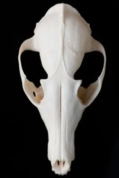 Fox skull without the lower jaw on a black background, contrast and minimalistic Stock Photos