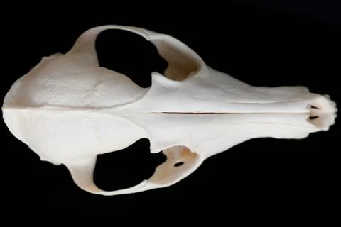 Fox skull without the lower jaw on a black background, contrast and minimalistic Stock Photos