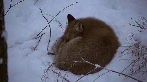 Fox Sleeping Close Up Stock Footage 78163392