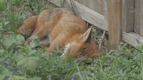 Fox Sleeping In Garden In Daytime Stock Footage 90362126