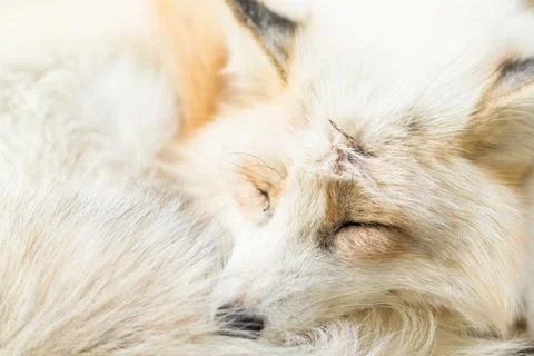 Fox sleeping Foto stock