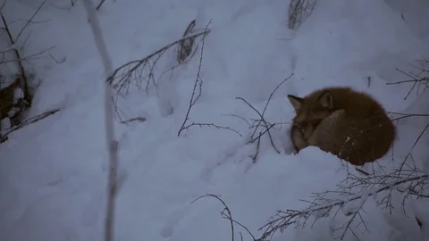 Fox sleeping in Snow Stock Footage 78163292