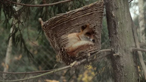 Fox sleeps in a basket on a tree Stock Footage 99137958