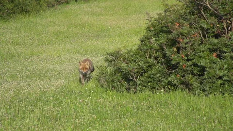 Fox in slow motion Walking in Meadow Stock Footage 127653507