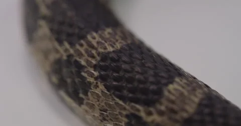 Fox snake scale pattern Stock Footage 66789131