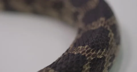 Fox snake scale pattern long on white Stock Footage 66789127
