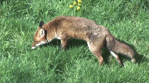 Fox sniffing the ground in a field 動画素材 36561716
