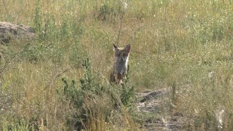 Fox sniffs danger while mom gets food Video stock 115690910