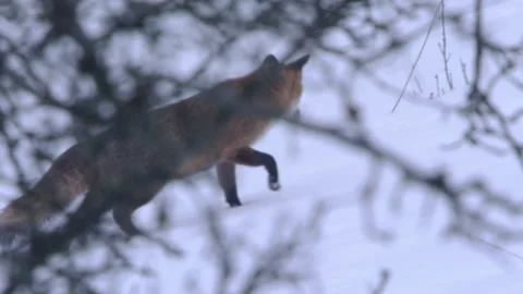 Fox in the snow behind branches Stock Footage 296626635