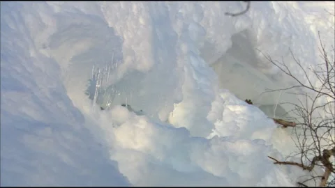 Fox on the snow. Stock Footage
