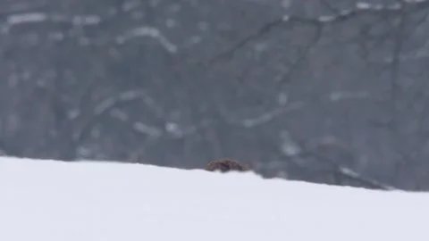 Fox in the snow Stock Footage 296626568