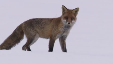Fox in the snow  Stock Footage 296626604