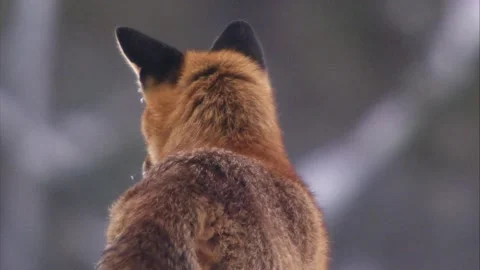 Fox in the snow Stock Footage 296626616
