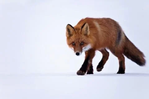 Fox on snow Stock Photos