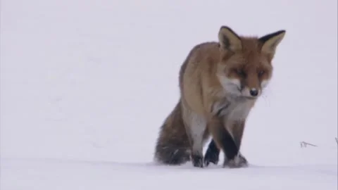 Fox in the snow runs towards camera Stock Footage 296626605
