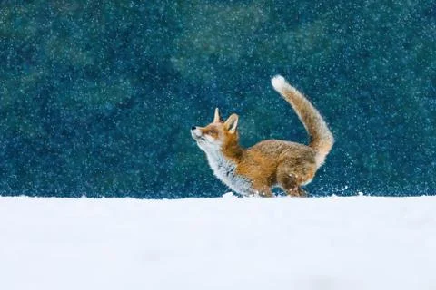 Fox in snowfall. Red fox jumping in snow and playing with snowflakes. Stock Photos