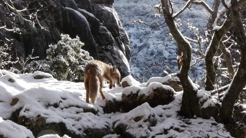 Fox snowing Stock Footage 103056205