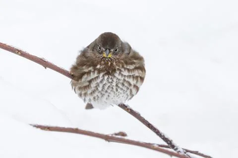 Fox Sparrow bird Stock Photos