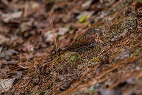 Fox sparrow on the ground Stock Photos