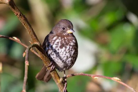 Fox Sparrow Stock Photos