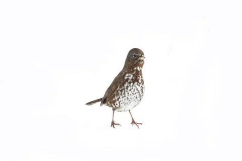 Fox sparrow on white Stock Photos