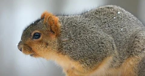 Fox Squirel on a Snowy Day Stock Footage 307120943