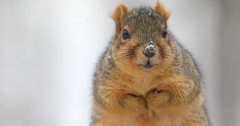 Fox Squirel on a Snowy Day Stock Footage 307120973