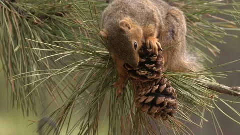 Fox Squirrel Animal Foraging Looking For Food Spring in Pine Cone Stock Footage 148814623