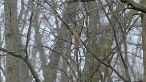 Fox squirrel climbing in a tree and shaking its tail, 4K60p Stock Footage 128723233