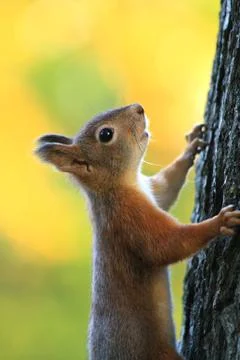 Fox squirrel climbs up the tree, close-up Stock Photos