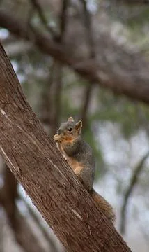 Fox squirrel eating after raiding the bird feeder Stock Photos
