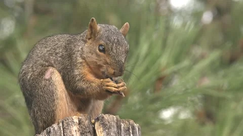 Fox Squirrel eating chewing South Dakota forest pine Stock Footage 142616944
