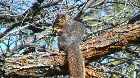 Fox Squirrel Eating Stock Footage 10903159