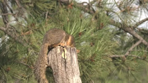 Fox Squirrel eating jumping South Dakota forest pine Stock Footage 142616923