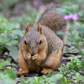 Fox Squirrel Eating Stock Photos