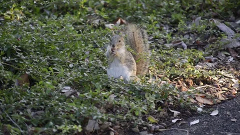A Fox Squirrel eating a seed Stock Footage 74608738