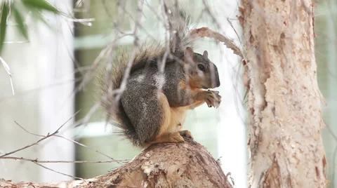 Fox squirrel eating seeds on tree Stock Footage 55338535
