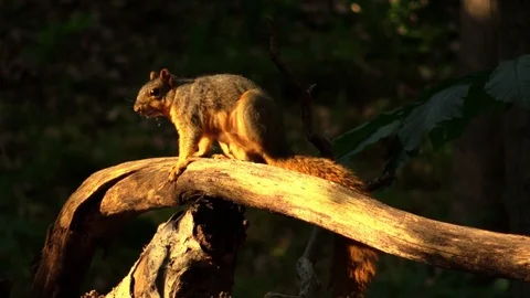 Fox squirrel evening sunlight forest Stock Footage 98378807