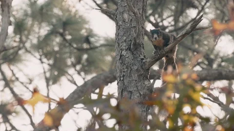 Fox squirrel in Fall pine forest wildlife, 4k nature Stock Footage 191729326
