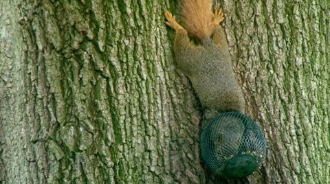 Fox squirrel feeding on peanuts Stock Footage 7904534