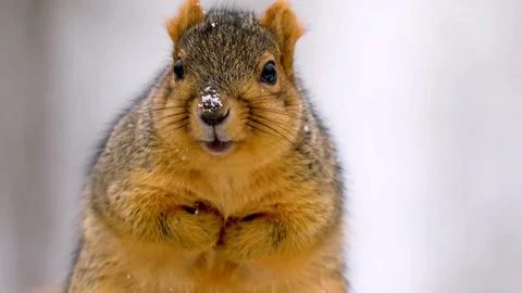 Fox squirrel Video stock 202627551