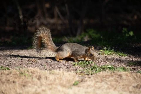 Fox squirrel foraging for nuts in sunshine Stock Photos