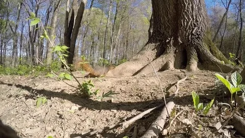 Fox squirrel in forest eating sap on tree Stock Footage 74919582