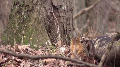 Fox squirrel on forest floor autumn fall Stock Footage 58301177