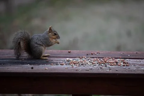 Fox squirrel with nuts and seeds Stock Photos