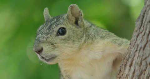 A fox squirrel peeks around a tree trunk outdoors 스톡 동영상 342450947