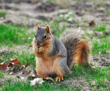 Fox squirrel Stock Photos