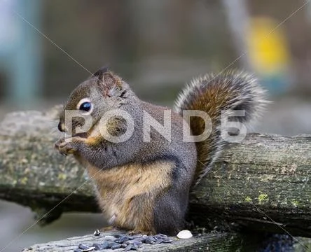 Fox Squirrel Stock Photos