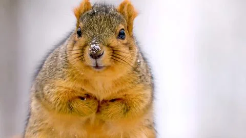 Fox squirrel Stock Photos